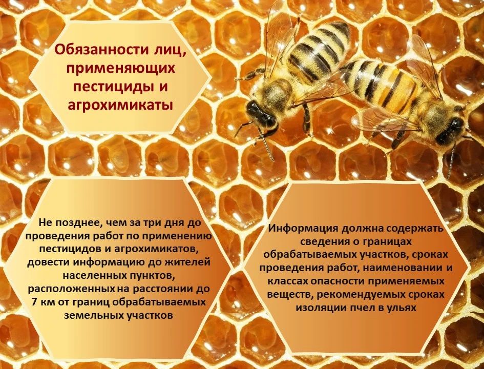 Безопасность пчёл — общая ответственность аграриев и пчеловодов! Безопасность пчёл — общая ответственность аграриев и пчеловодов!