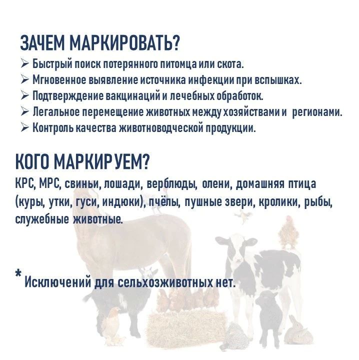 ОБЯЗАТЕЛЬНОЕ МАРКИРОВАНИЕ ЖИВОТНЫХ: ВАЖНАЯ ИНФОРМАЦИЯ ДЛЯ ВСЕХ ВЛАДЕЛЬЦЕВ ОБЯЗАТЕЛЬНОЕ МАРКИРОВАНИЕ ЖИВОТНЫХ: ВАЖНАЯ ИНФОРМАЦИЯ ДЛЯ ВСЕХ ВЛАДЕЛЬЦЕВ