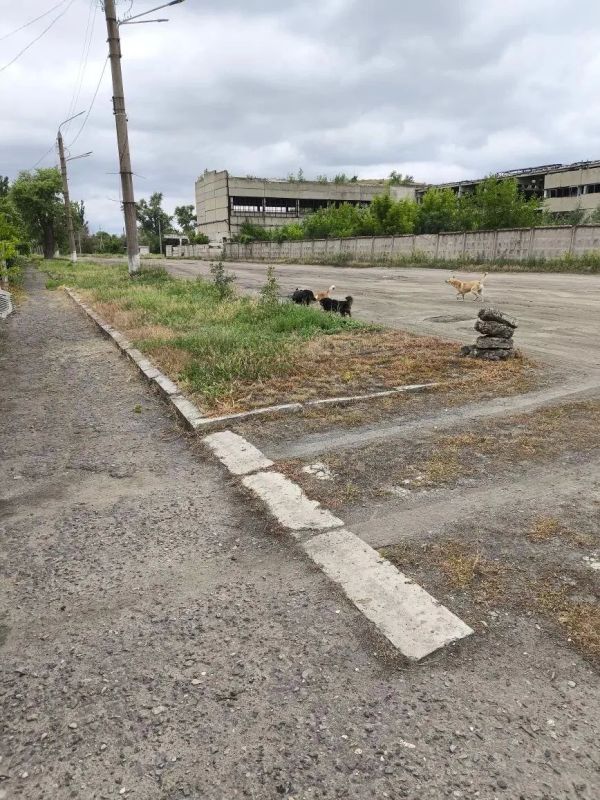 В Лисичанске продолжаются мероприятия по отлову животных без владельцев В Лисичанске продолжаются мероприятия по отлову животных без владельцев