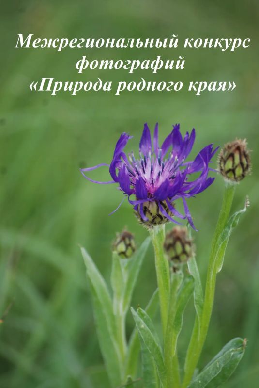 Жителей Республики приглашают к участию в конкурсе фотографий «Природа родного края»