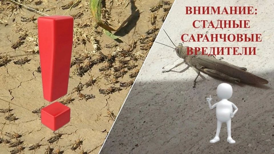 Вниманию аграриев: саранча представляет угрозу — рекомендации по защите урожая