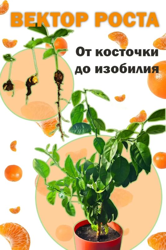 Агроклассники покоряют новые вершины Агроклассники покоряют новые вершины