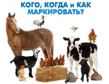 ������������ ������������ ��������: ������ ���������� ��� ���� ����������