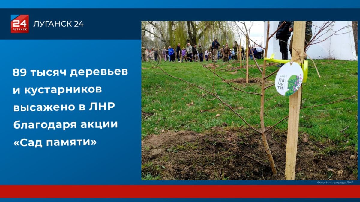 89 тысяч деревьев и кустарников высажено в ЛНР благодаря акции «Сад памяти»