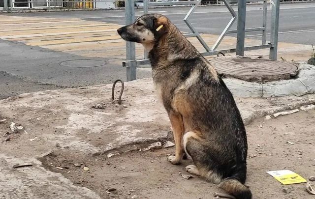 В Ровеньках продолжаются плановые мероприятия по регулированию численности безнадзорных животных