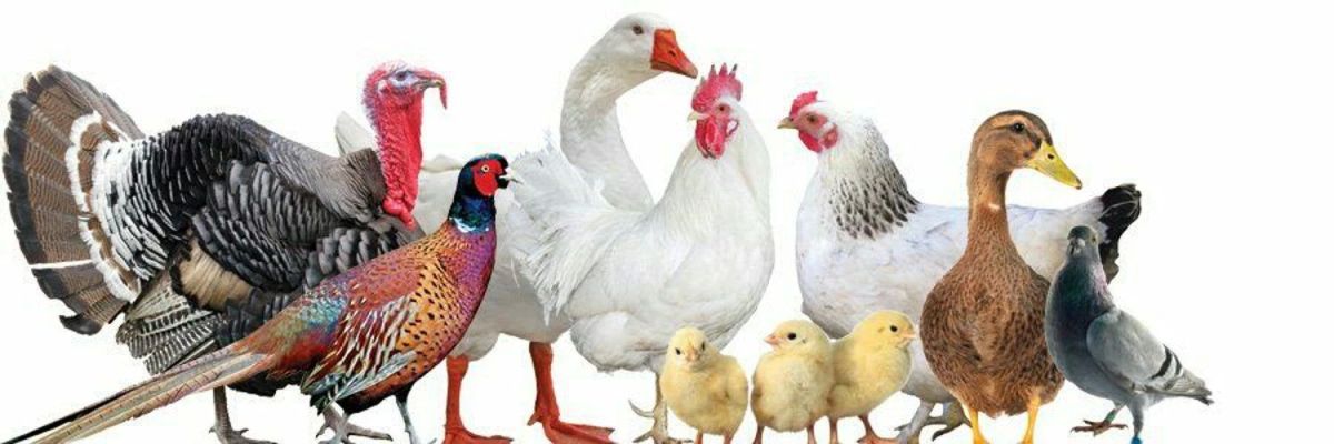 Вниманию владельцев личных подсобных хозяйств!
