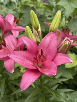 � ������ �����, ������ ����������� �������������� ������!