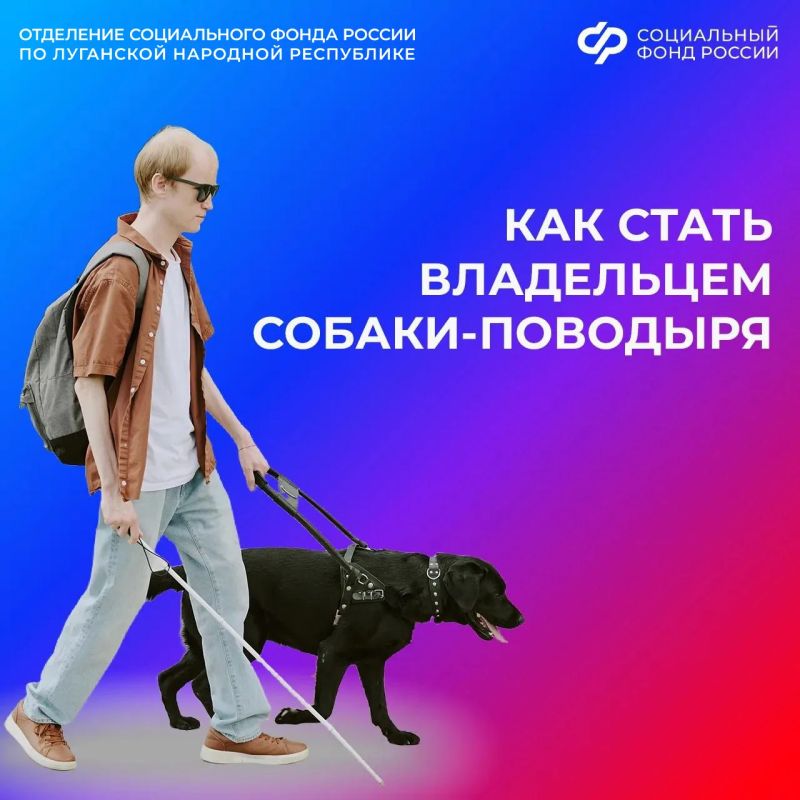 Как получить собаку-поводыря людям с проблемами со зрением