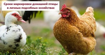 Вниманию владельцев личных подсобных хозяйств (ЛПХ), в которых содержится домашняя птица!