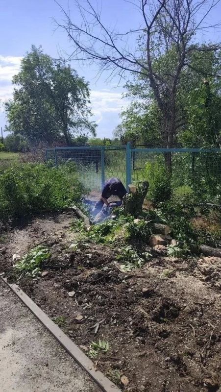 В Успенке спилили старые деревья В Успенке спилили старые деревья