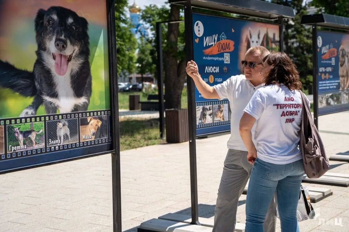 В центре Луганска открыли трогательную фотовыставку бездомных животных В центре Луганска открыли трогательную фотовыставку бездомных животных