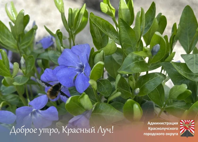 Доброе утро, краснолучане и гости города!