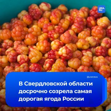 «Царская ягода» поспела на Урале раньше срока