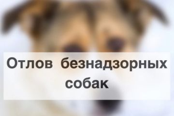 Внимание, отлов безнадзорных животных