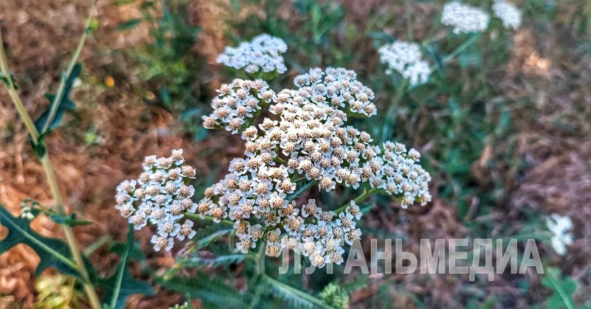 Подборка летних фото из Краснодона Подборка летних фото из Краснодона
