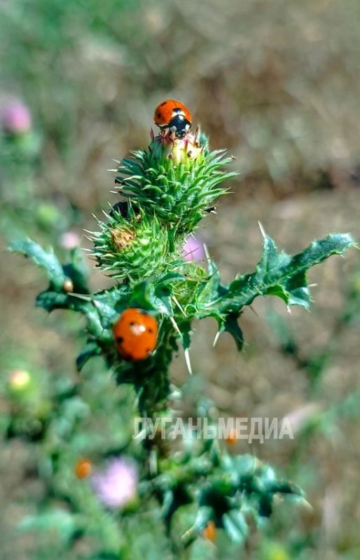 Подборка летних фото из Краснодона Подборка летних фото из Краснодона