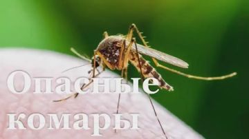 В ЛНР проверяют возможный случай лихорадки Западного Нила