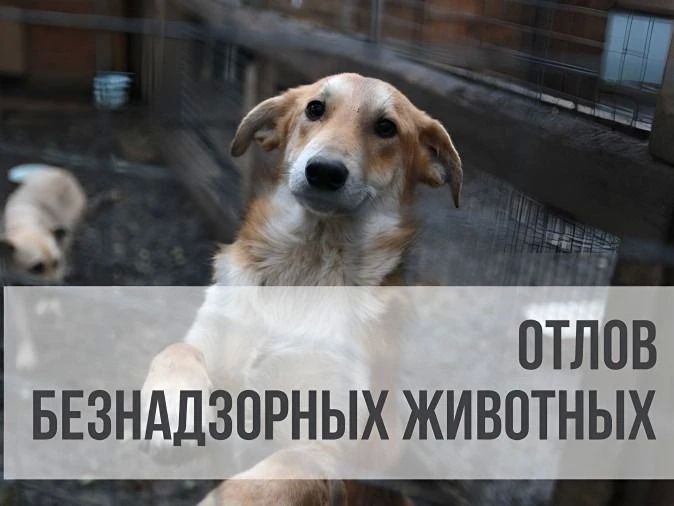 Внимание, отлов безнадзорных животных