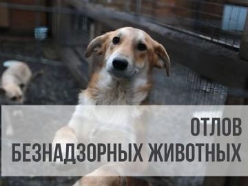 Внимание, отлов безнадзорных животных