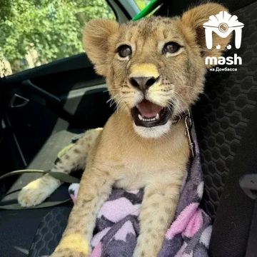 Полицейские нашли владельца львёнка, который сидел на поводке возле кафе в центре Луганска