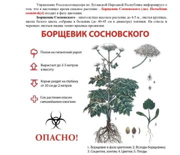 Управление Россельхознадзора по Луганской Народной Республике информирует о том, что в настоящее время опасное растение – борщевик Сосновского входит в фазу цветения
