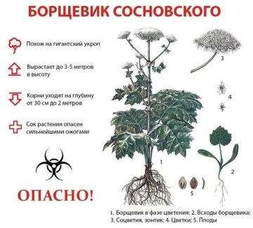 ВНИМАНИЕ! Борщевик Сосновского вошел в фазу цветения