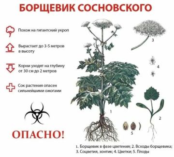 Управление Россельхознадзора по Луганской Народной Республике информирует о том, что в настоящее время опасное растение – борщевик Сосновского (лат