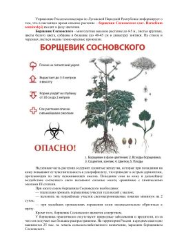 Управление Россельхознадзора по Луганской Народной Республике информирует о том, что в настоящее время опасное растение – борщевик Сосновского (лат