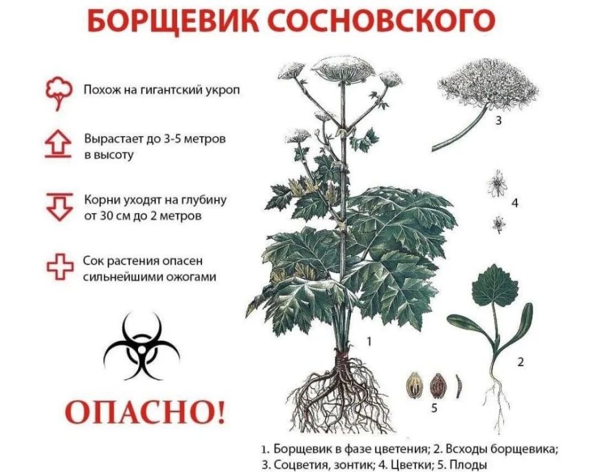 Управление Россельхознадзора по Луганской Народной Республике информирует о том, что в настоящее время опасное растение - борщевик Сосновского (лат