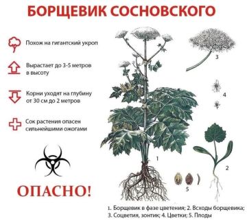 Осторожно, ядовитое растение! Борщевик Сосновского набирает силу в ЛНР!