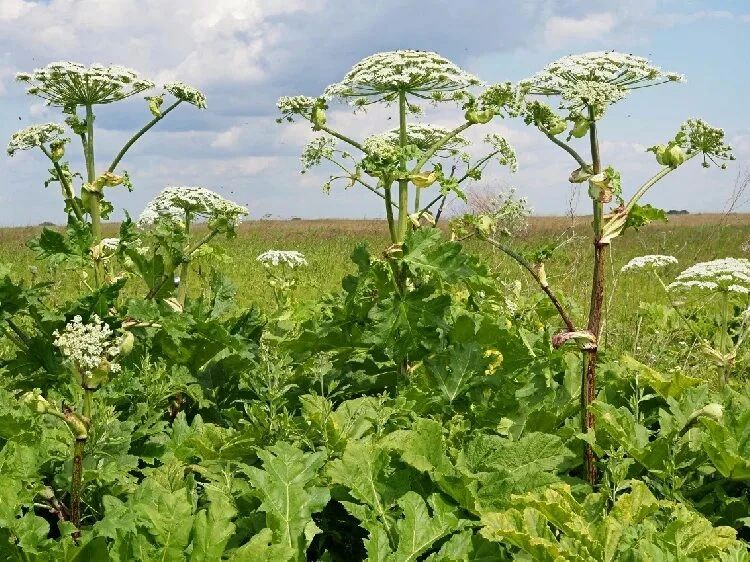 Экологи напоминают о борьбе с карантинными сорняками Экологи напоминают о борьбе с карантинными сорняками