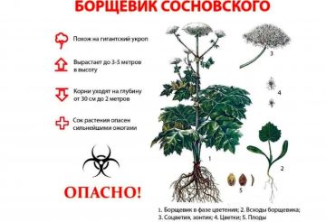 В настоящее время опасное растение - борщевик Сосновского (лат