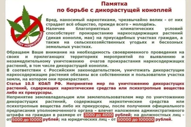 На территории округа начался сезон активного роста сорной растительности, дикорастущей конопли и мака, содержащих наркотические вещества На территории округа начался сезон активного роста сорной растительности, дикорастущей конопли и мака, содержащих наркотические вещества