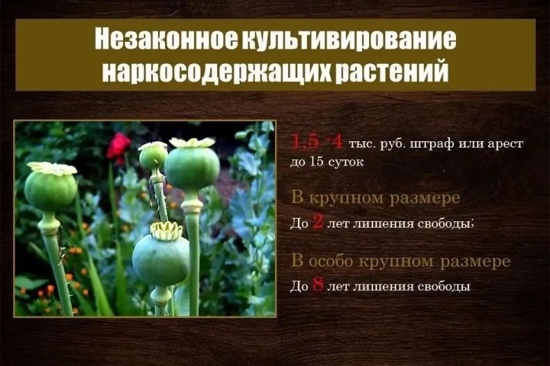 На территории округа начался сезон активного роста сорной растительности, дикорастущей конопли и мака, содержащих наркотические вещества На территории округа начался сезон активного роста сорной растительности, дикорастущей конопли и мака, содержащих наркотические вещества