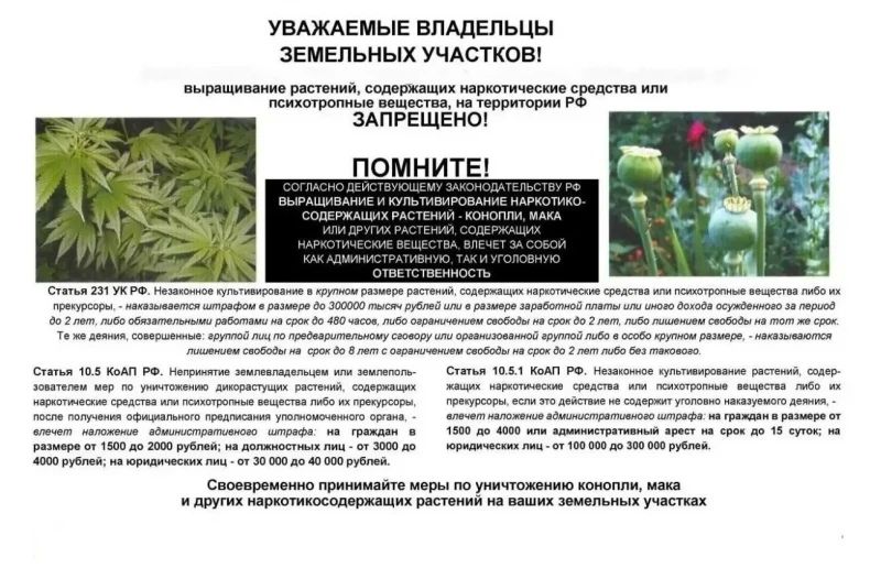 На территории округа начался сезон активного роста сорной растительности, дикорастущей конопли и мака, содержащих наркотические вещества На территории округа начался сезон активного роста сорной растительности, дикорастущей конопли и мака, содержащих наркотические вещества