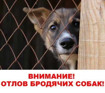 Внимание! Отлов безнадзорных животных!