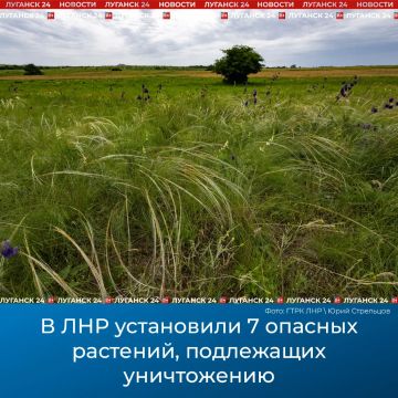В ЛНР установили 7 опасных растений, подлежащих уничтожению