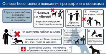 Встреча с бродячей собакой: безопасность и здравый смысл