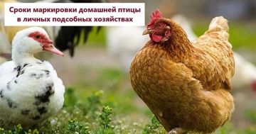 Важное для владельцев птицы в ЛПХ: сроки и правила маркировки