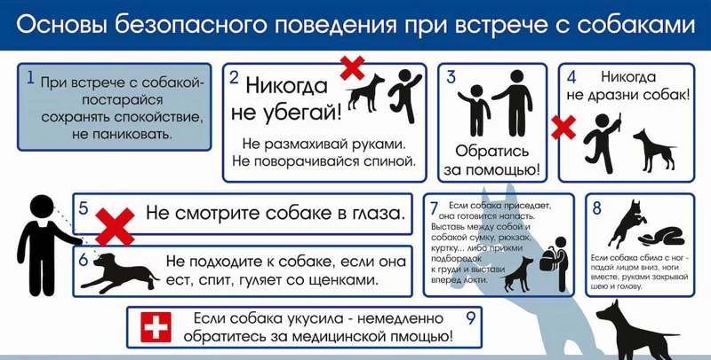 Встреча с бродячей собакой: безопасность и здравый смысл
