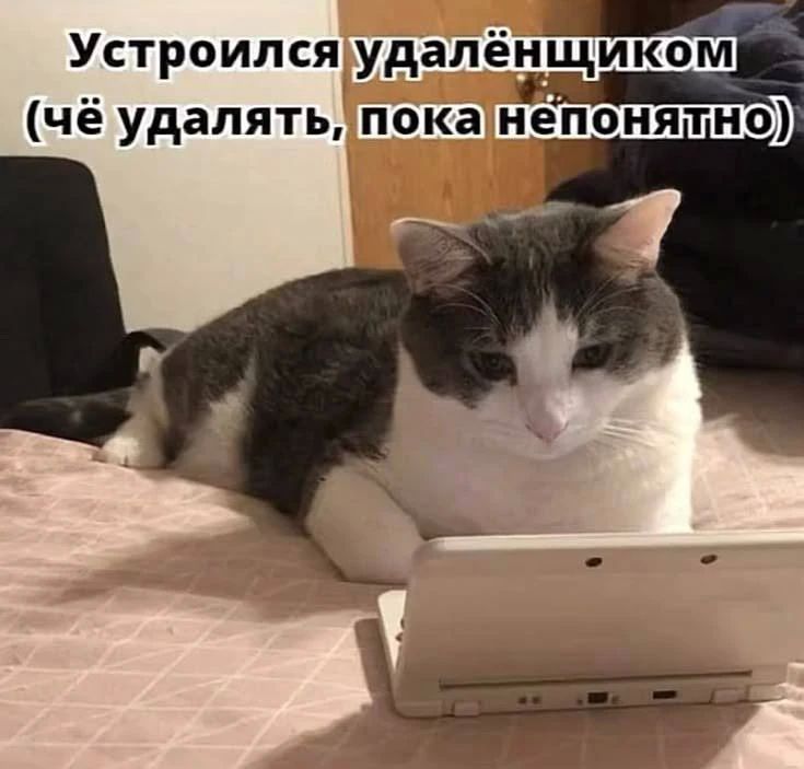 На удалёнке люди в среднем работают продуктивнее