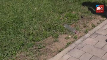 ������ �� ����� ������: ��� � ������ ������� � ������� ��������?