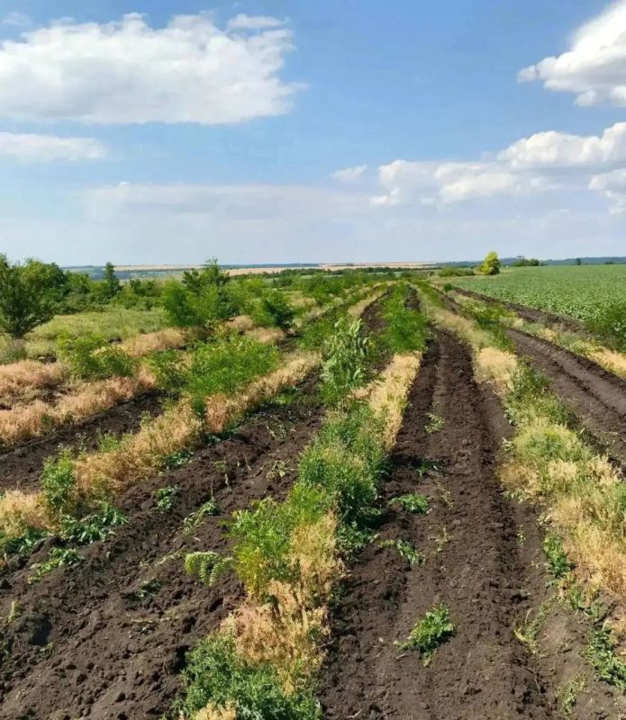 Андрей Губарев: В ЛНР продолжается работа по уходу за лесными культурами: на сегодняшний день агротехнический уход проведён на площади 480 га — это 61 % от годового плана (787,5 га) Андрей Губарев: В ЛНР продолжается работа по уходу за лесными культурами: на сегодняшний день агротехнический уход проведён на площади 480 га — это 61 % от годового плана (787,5 га)