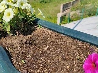 Хулиганы уничтожили петуньи в кашпо на Нижнетагильском мосту Хулиганы уничтожили петуньи в кашпо на Нижнетагильском мосту