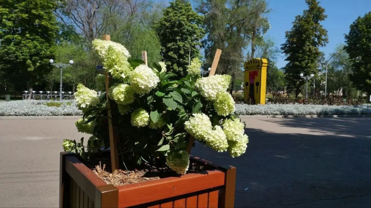 Парк Горького продолжают готовить к празднованию юбилея Парк Горького продолжают готовить к празднованию юбилея