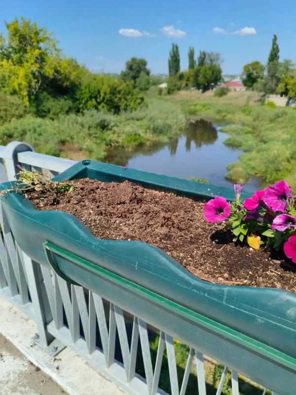 На Нижнетагильском мосту в Луганске вандалы уничтожили более 20 кустов петуний На Нижнетагильском мосту в Луганске вандалы уничтожили более 20 кустов петуний