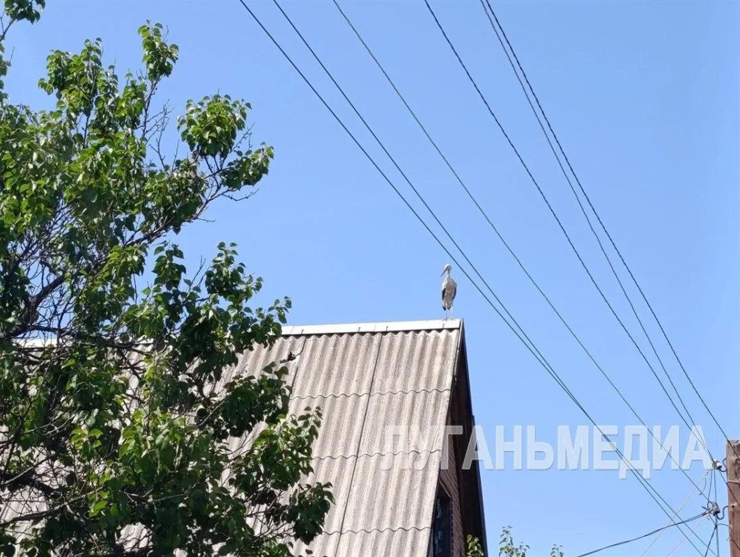 Этих пернатых знает практически каждый житель и гость Станицы Луганской Этих пернатых знает практически каждый житель и гость Станицы Луганской