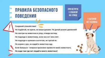 Осторожно! Бродячая собака!
