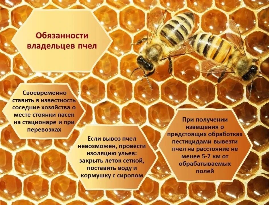 Безопасность пчёл — общая ответственность аграриев и пчеловодов Безопасность пчёл — общая ответственность аграриев и пчеловодов