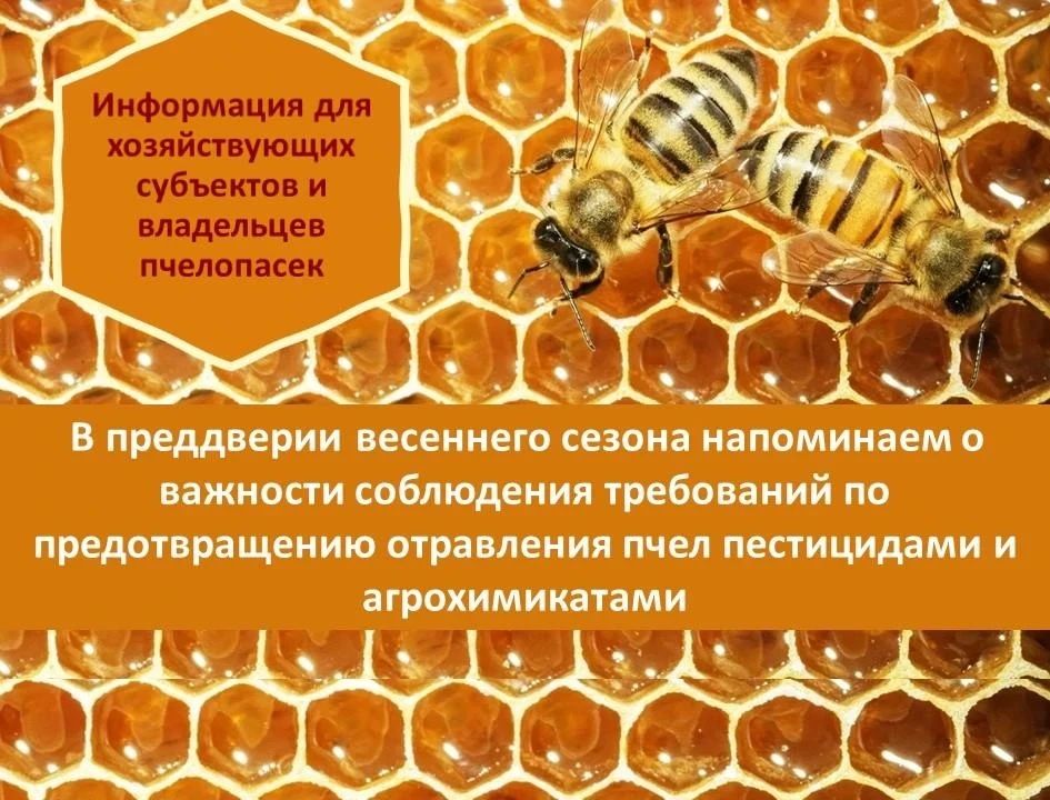 Безопасность пчёл — общая ответственность аграриев и пчеловодов Безопасность пчёл — общая ответственность аграриев и пчеловодов